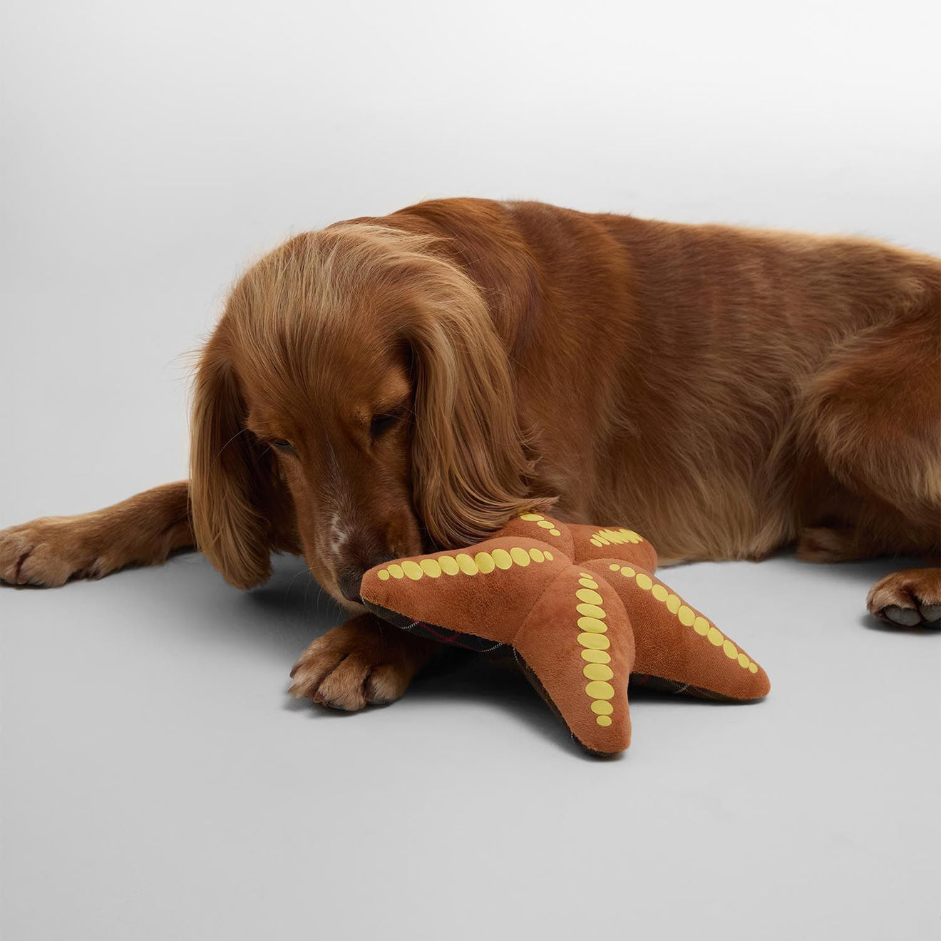 Barbour Starfish Dog Toy - The Sporting Lodge