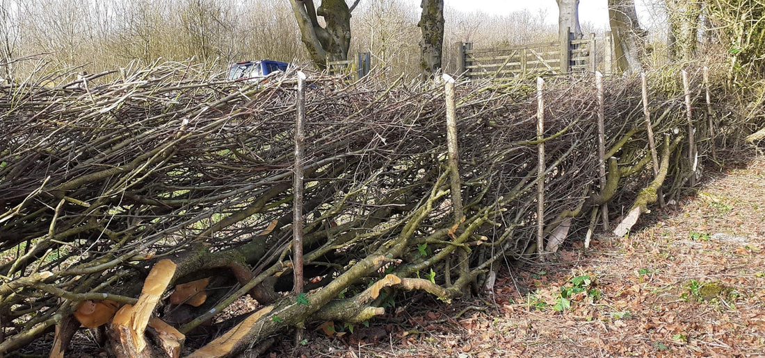 Traditional hedge laying with cut branches woven between stakes to form a dense living hedgerow boundary