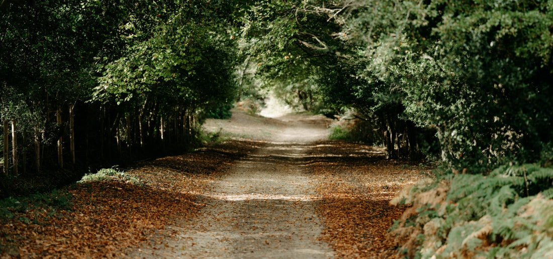 Five British Walks for Autumn