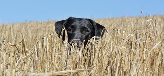 Black Labrador Retriever peeking out from a wheat field against a clear blue sky.