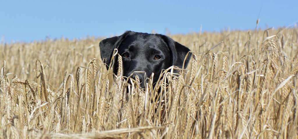 Black Labrador Retriever peeking out from a wheat field against a clear blue sky.