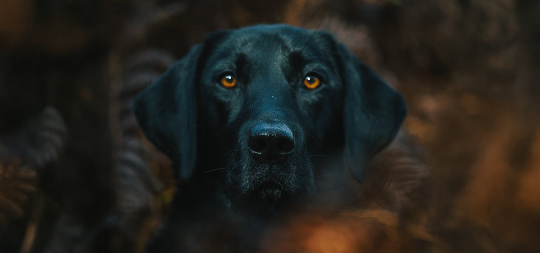 The Sporting Lodge Dog Calendar Competition 2026 - THE RESULT!