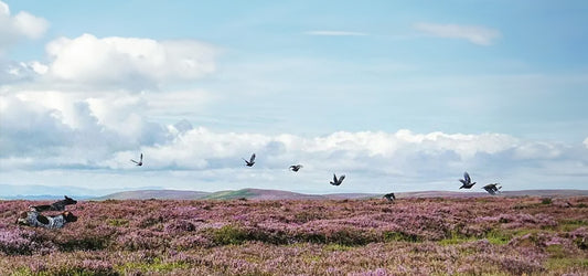 Flock of grouse flying over a heather-covered moor with hunters lying in wait, capturing the essence of a grouse shooting scene.