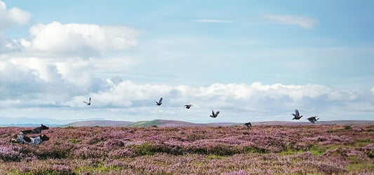Flock of grouse flying over a heather-covered moor with hunters lying in wait, capturing the essence of a grouse shooting scene.