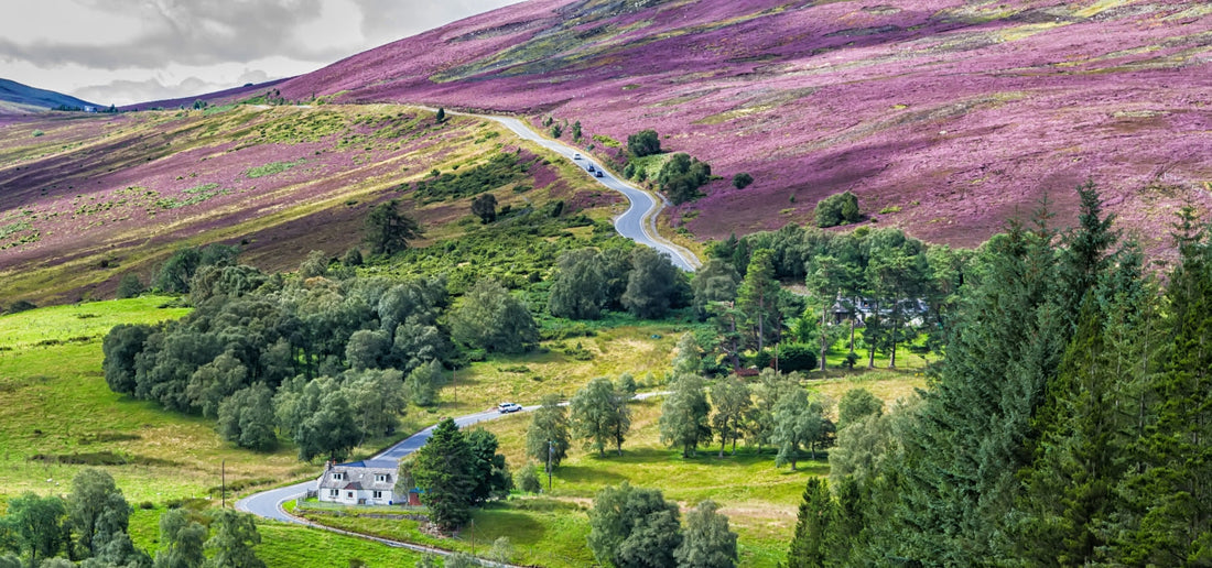 Scottish Highlands landscape with winding road through purple heather moorland and green valley, typical Cairngorm walking scenery