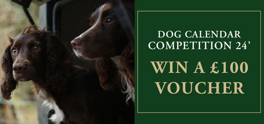 Promotional image for a "DOG CALENDAR COMPETITION 24" featuring two Springer Spaniels with text "WIN A £100 VOUCHER" on a dark green background.