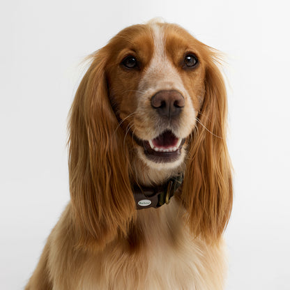 Barbour Tartan Printed Dog Collar Classic Tartan