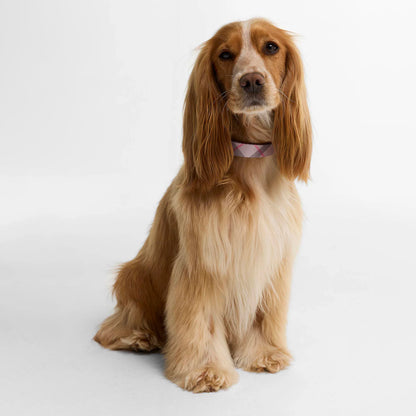 Barbour Tartan Printed Dog Collar Pink Tartan